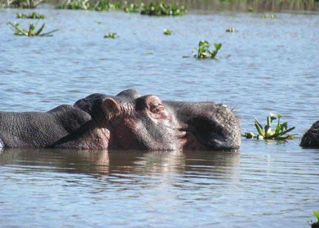 hippo angie22